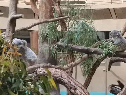 オーストラリア園のコアラ