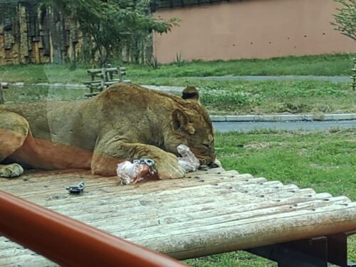 多摩動物公園 新しいライオンバスに乗った感想 子ども3人連れての巡り方 かもねむ堂のブログ