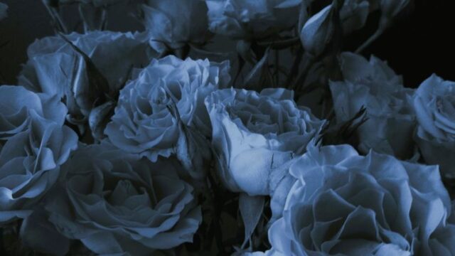 青白い薔薇の花